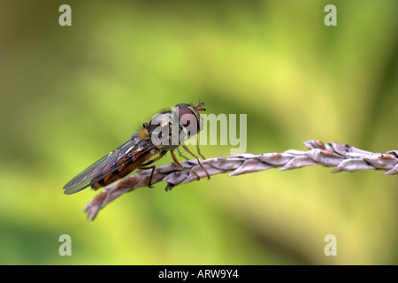 horizontal landscape photo of a hoverfly Syrphus ribesii resting in rain Stock Photo