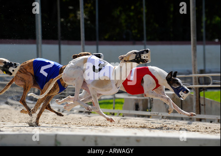 Greyhound dog racing at Fort Myers Naples dog track Florida Stock Photo