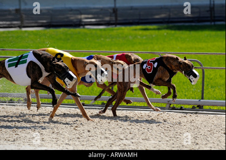 Greyhound dog racing at Fort Myers Naples dog track Florida Stock Photo