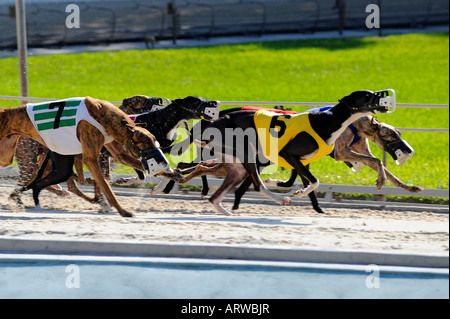 Greyhound dog racing at Fort Myers Naples dog track Florida Stock Photo