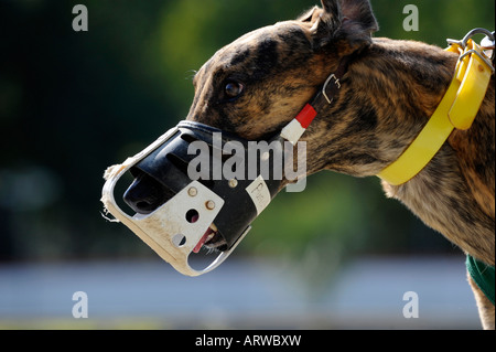 Greyhound dog racing at Fort Myers Naples dog track Florida Stock Photo