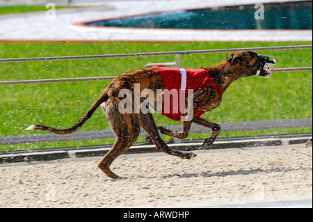 Greyhound dog racing at Fort Myers Naples dog track Florida Stock Photo