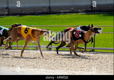 Greyhound dog racing at Fort Myers Naples dog track Florida Stock Photo