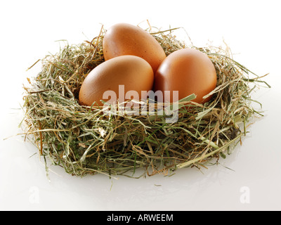 Burford Brown chicken eggs on a white background Stock Photo
