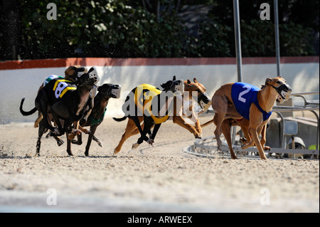 Greyhound dog racing at Fort Myers Naples dog track Florida Stock Photo