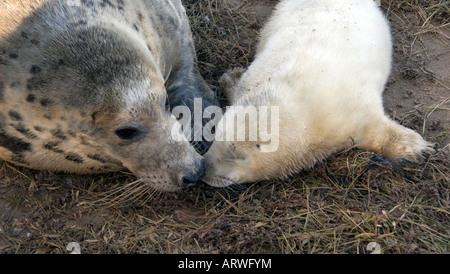 Atlantic Grey seal and pup Stock Photo