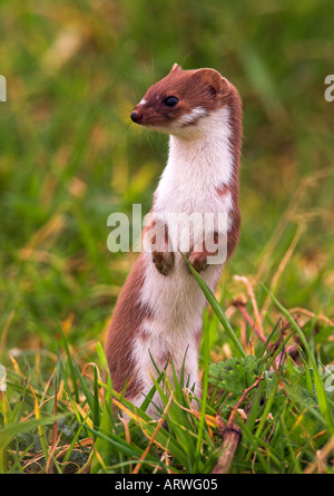 Alert Weasel,Mustela, nivalis, standing up on hind legs Stock Photo