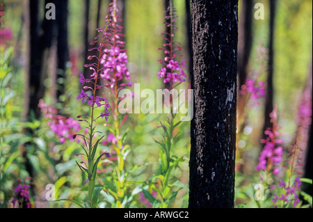 Fireweed in the burnt trees Stock Photo