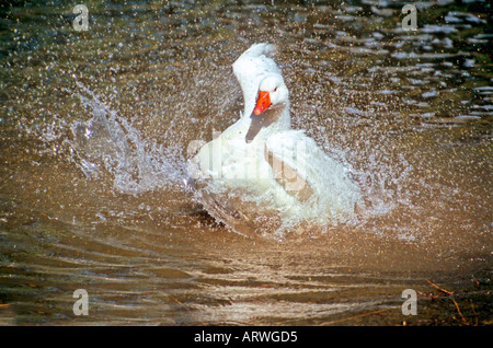 White Goose splashing in water Stock Photo