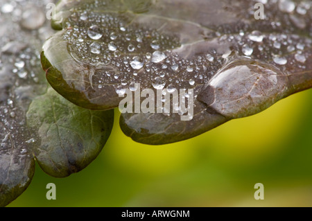 Waterdrop on spring leaf Aliquippa PA Stock Photo