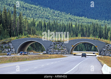 Wildlife Overpass close up Stock Photo