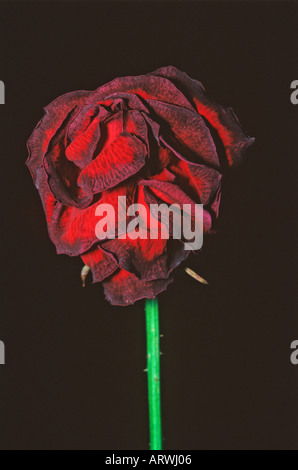 Wilted Rose Stock Photo