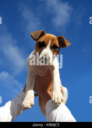 White and brown puppy dog against sky background Stock Photo