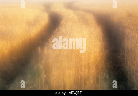 Atmospheric field or ripe blonde Bread wheat or Triticum aestivum with tractor tramlines in golden summer evening light Stock Photo