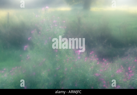 Atmospheric clump of Great willowherb or Epilobium hirsutum growing at the edge of a stream or pond in warm evening light Stock Photo