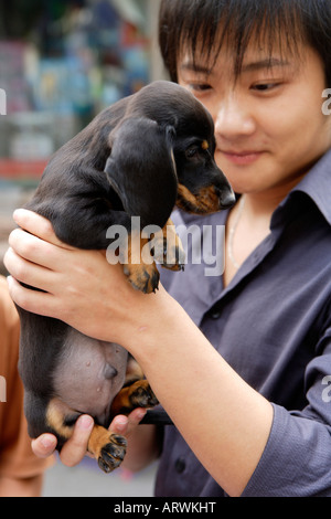 Dachshund Puppy, Puppies for Sale, Pet Street Market Peaceful Market, Qingping Lu Canton, Guangzhou, China Stock Photo