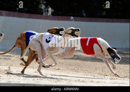 Greyhound dog racing at Fort Myers Naples dog track Florida Stock Photo