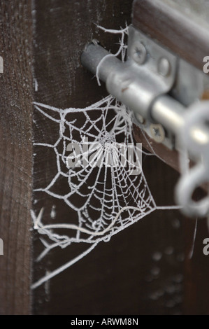 garden spiders web frozen in hoar frost, on a garden gate Stock Photo