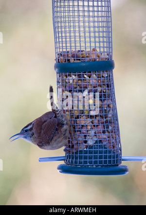 Carolina Wren on birdfeeder Stock Photo