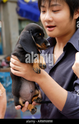 Dachshund Puppy, Puppies for Sale, Pet Street Market Peaceful Market, Qingping Lu Canton, Guangzhou, China Stock Photo