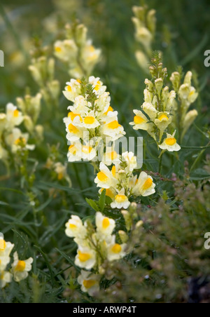 Common or yellow toadflax flower (Linaria vulgaris) of the Scrophulariaceae family with rain droplets Bavaria Germany Stock Photo
