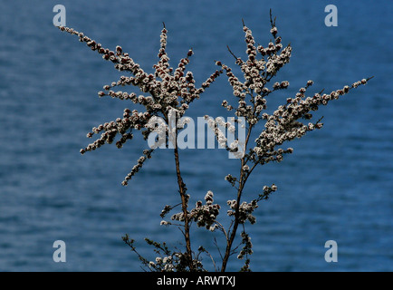 MANUKA or TEA TREE (Leptospermum scoparium) in bloom. Stock Photo