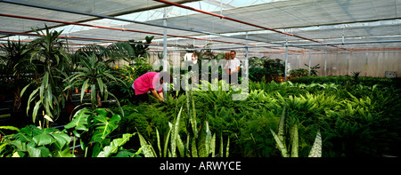 Cheshire Stockport Horticulture Woodbank Nursery workers in large greenhouse Stock Photo