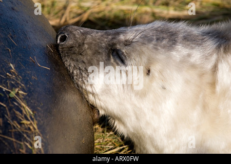 New born Atlantic Grey seal pup suckling Stock Photo