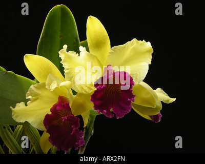 Brassolaeliocattleya Hybrid Alma Kee Tipmalee  FCC/ AOS Stock Photo
