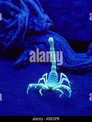 Scorpion (Hadruus arizonensis) under a black light Stock Photo