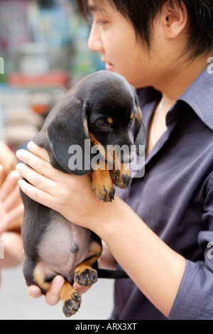 Dachshund Puppy, Puppies for Sale, Pet Street Market Peaceful Market, Qingping Lu Canton, Guangzhou, China Stock Photo