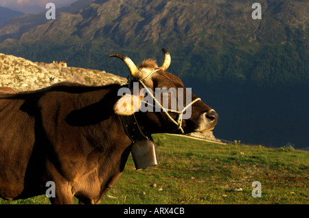 Swiss Cow with Bell Grazing in the Mountains near St Moritz, Switzerland Stock Photo
