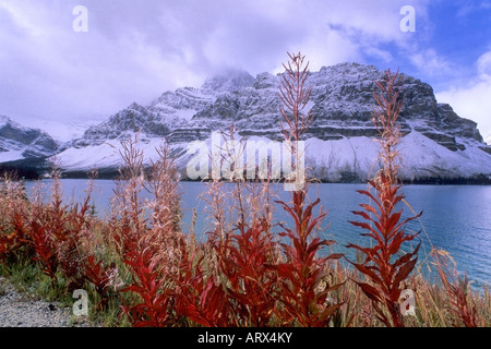 Fireweed at Bow Lake Banff National Park Alberta Canada Stock Photo