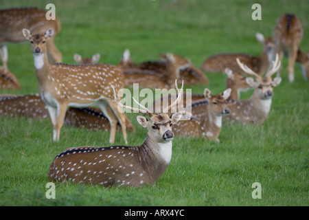 The chital or cheetal, also known as the spotted deer, or Axis Deer Axis axis Stock Photo