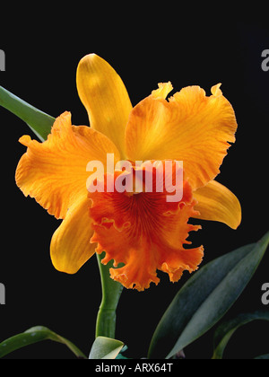 Cattleya golden hibrid. Brasso laelio cattleya BLC Toshie Aoki ' Excelent Gold' ( BLC. Faye Miyamoto x BLC. Wainae Flare) Stock Photo