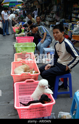 Pet Street Market Peaceful Market Qingping Lu Canton Guangzhou China ...