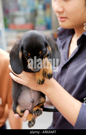 Dachshund Puppy, Puppies for Sale, Pet Street Market Peaceful Market, Qingping Lu Canton, Guangzhou, China Stock Photo