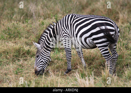 The Grevy s zebra (Equus grevyi), sometimes known as the imperial zebra, is the largest species of zebra. It is found in the masai mara reserve in kenya africa Stock Photo