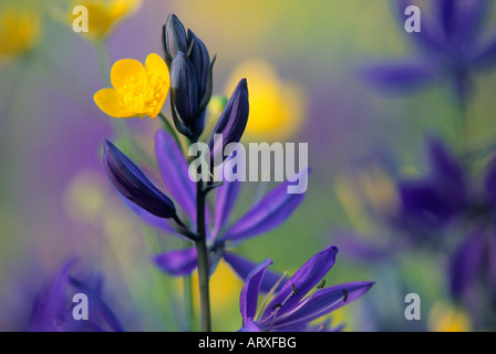 Camas and buttercup flowers Hornby Island British Columbia Canada Stock Photo