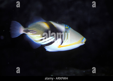 Humuhumunukunukuapuaa (triggerfish), the Hawaii State fish, at Sea Life Park aquarium, Oahu Stock Photo