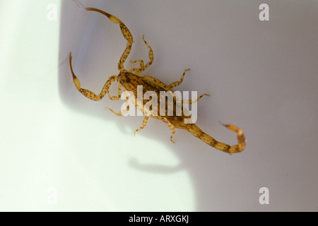 Lesser Brown Scorpion, Isometrus maculatus Stock Photo