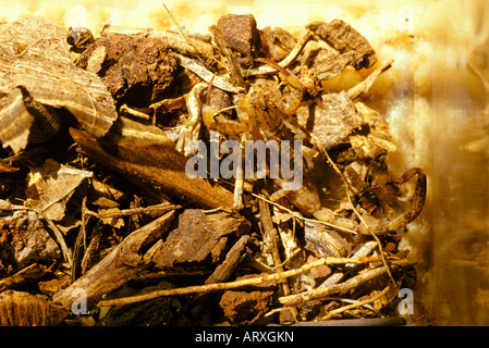 Lesser Brown Scorpion, Isometrus maculatus, hiding in litter Stock Photo