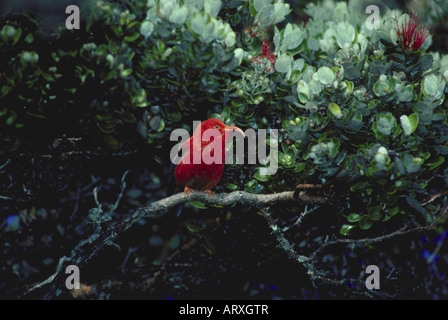 Iiwi,(vestiaria coccinea) in ohia tree Stock Photo