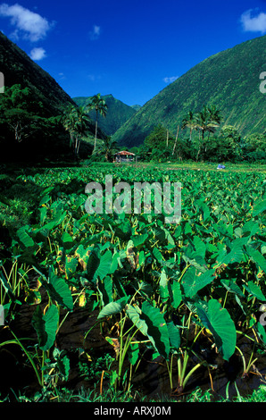 Taro farm in Waipio Valley on the Big Island Stock Photo