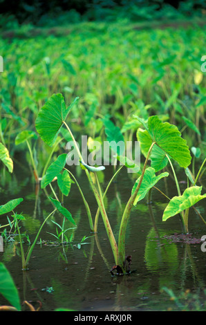 Taro plants growing on a farm in Waipio Valley on the Big Island Stock Photo