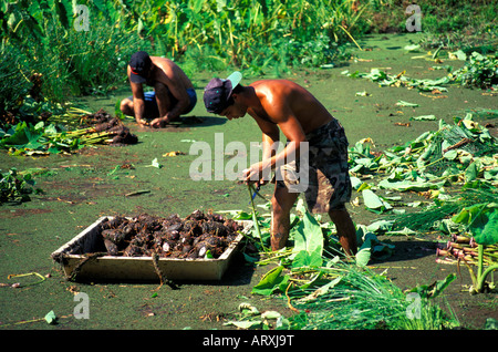 People harvesting taro on a farm in Waipio Valley on the Big Island Stock Photo