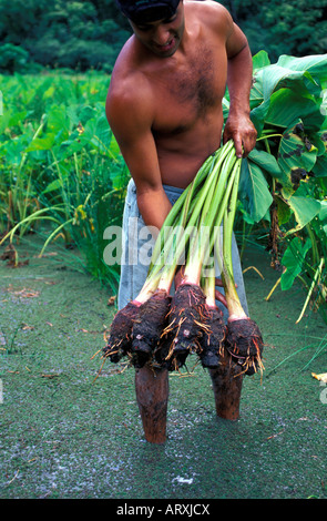 Harvesting taro on a farm in Waipio Valley on the Big Island Stock Photo