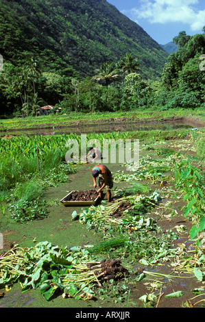 People harvesting taro on a farm in Waipio Valley on the Big Island Stock Photo