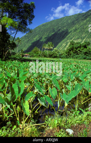 Taro on a farm in Waipio Valley on the Big Island Stock Photo