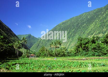 Taro on a farm in Waipio Valley on the Big Island Stock Photo